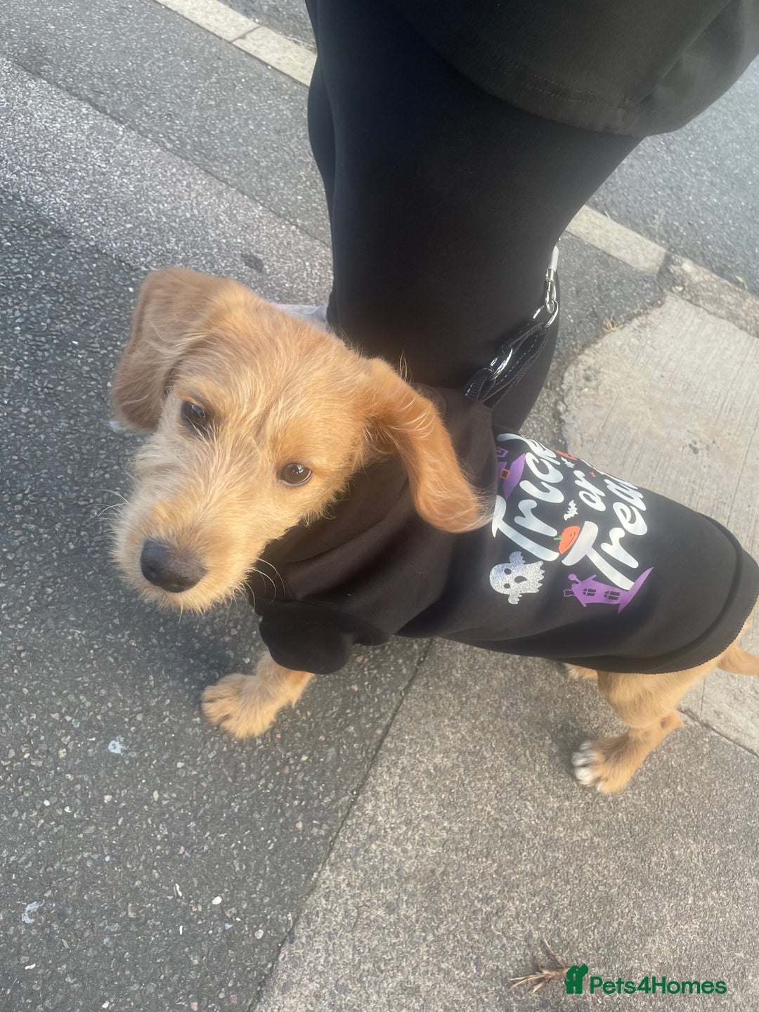 Mixed Breed dogs for sale: Chelsea - Image 2