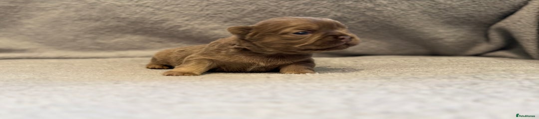 🩷 Full Fluffy Isabella Girl 🩷