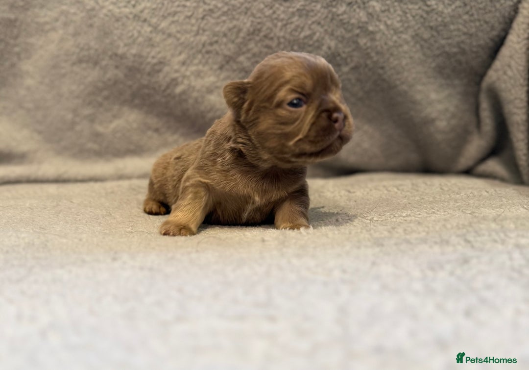 French Bulldog dogs for sale: 🐶 Beautiful Litter Of French Bulldogs 🐶 - Image 1