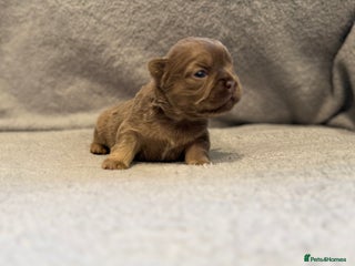 French Bulldog dogs - Advert 2