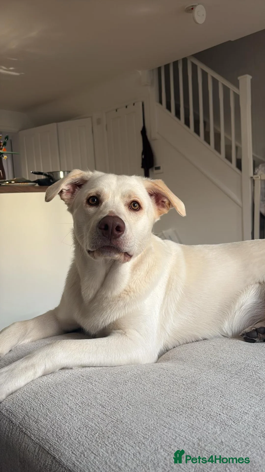 Mixed Breed dogs for sale: 8 month old Lab x husky  - Advert 3