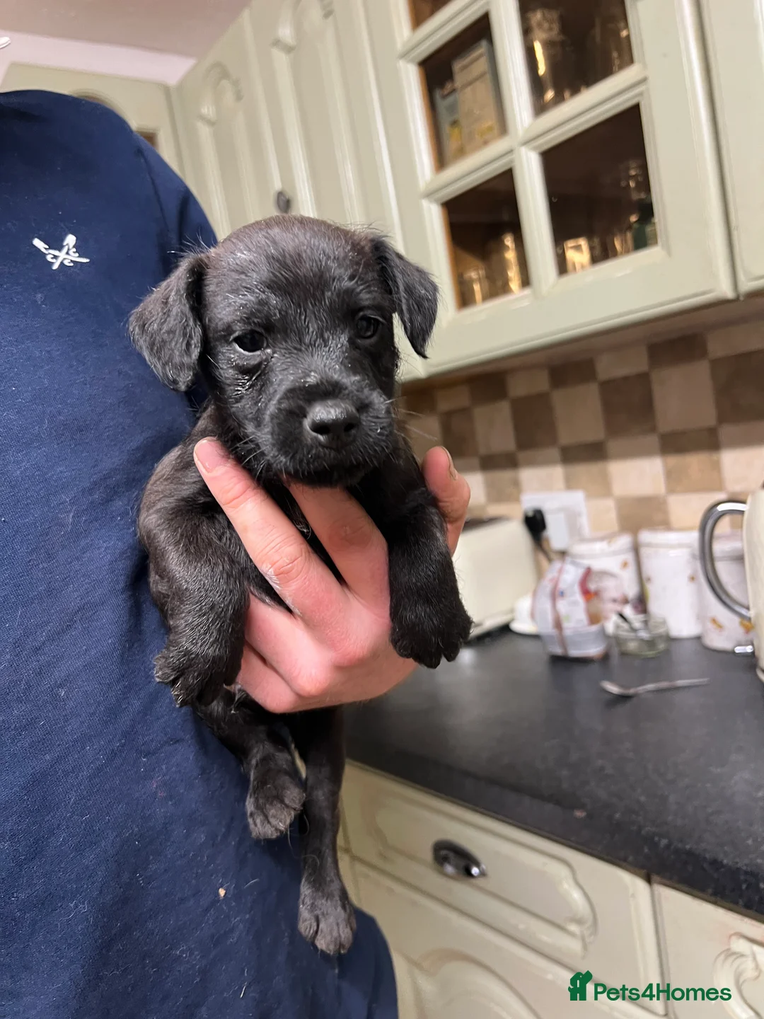 Lakeland Terrier dogs for sale: Lakeland puppies  - Advert 6