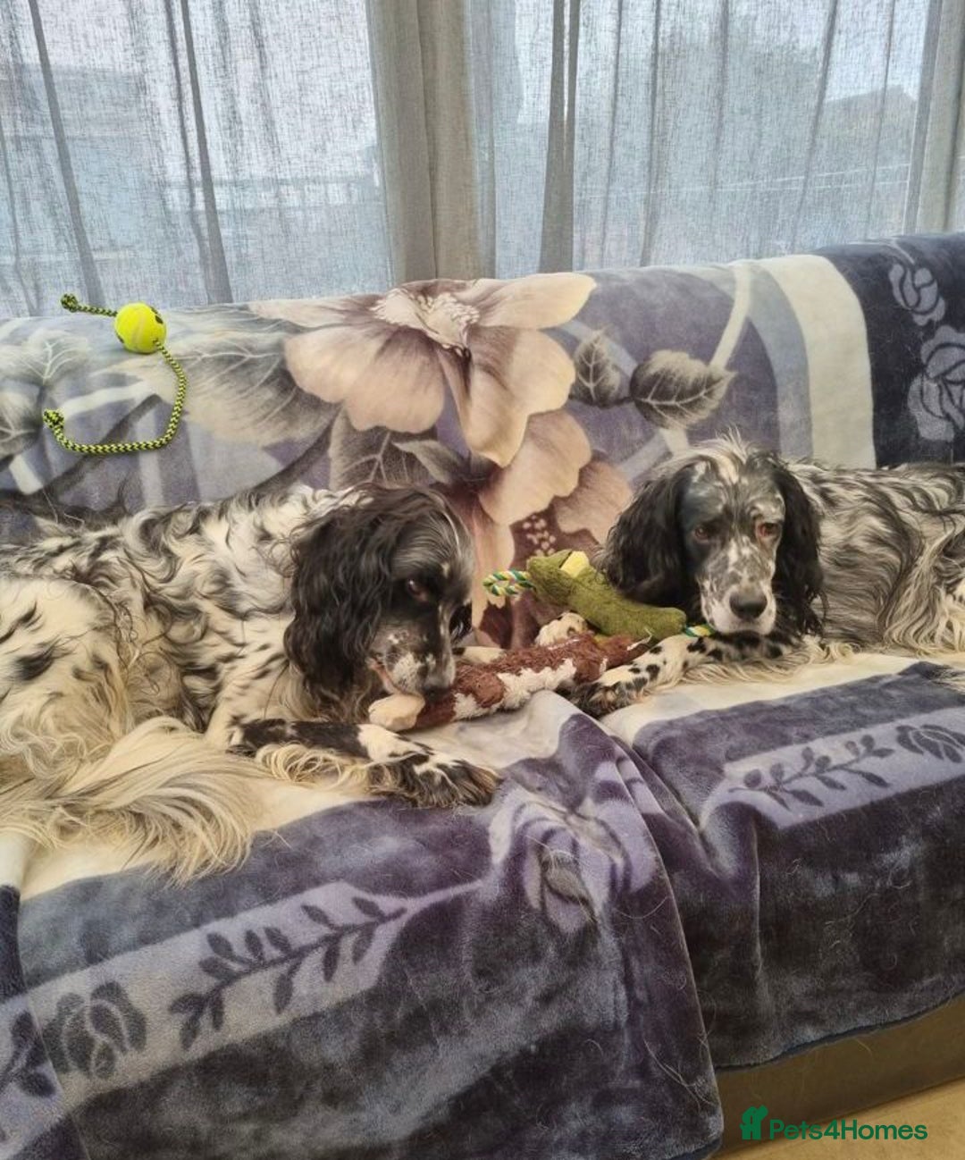 English Setter dogs for adoption: Evo and Rock - Image 10
