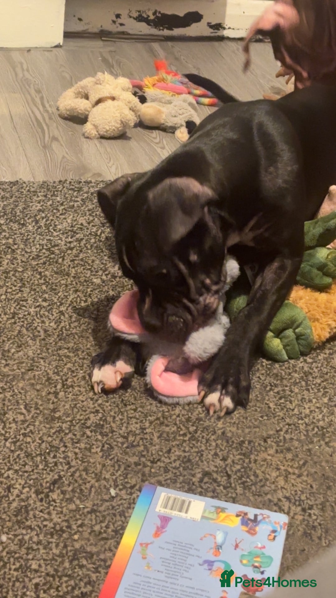 Mixed Breed dogs for sale: Cane Corso x Staffordshire Bull Terrier - Advert 5