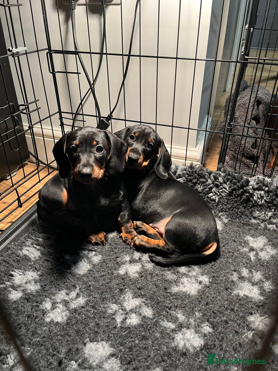 Dachshund dogs for sale: Dachshund puppies - Advert 13
