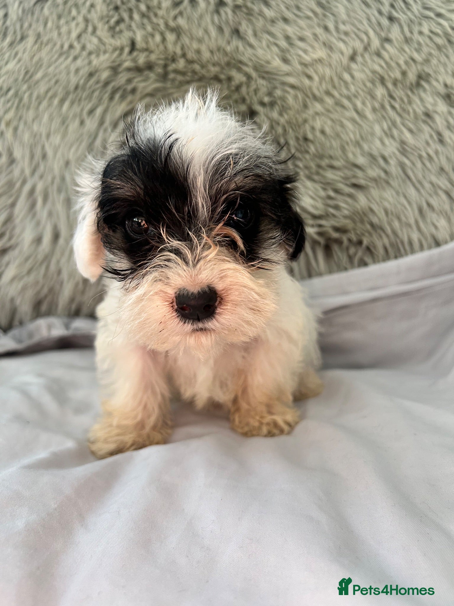 Sealyham Terrier dogs Sealyham puppies  - Advert 1