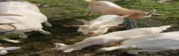 Goats livestock for sale: Male goats - Advert 11