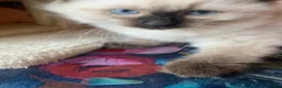 Ragdoll cats for sale: Adorable Ragdolls  - Advert 9
