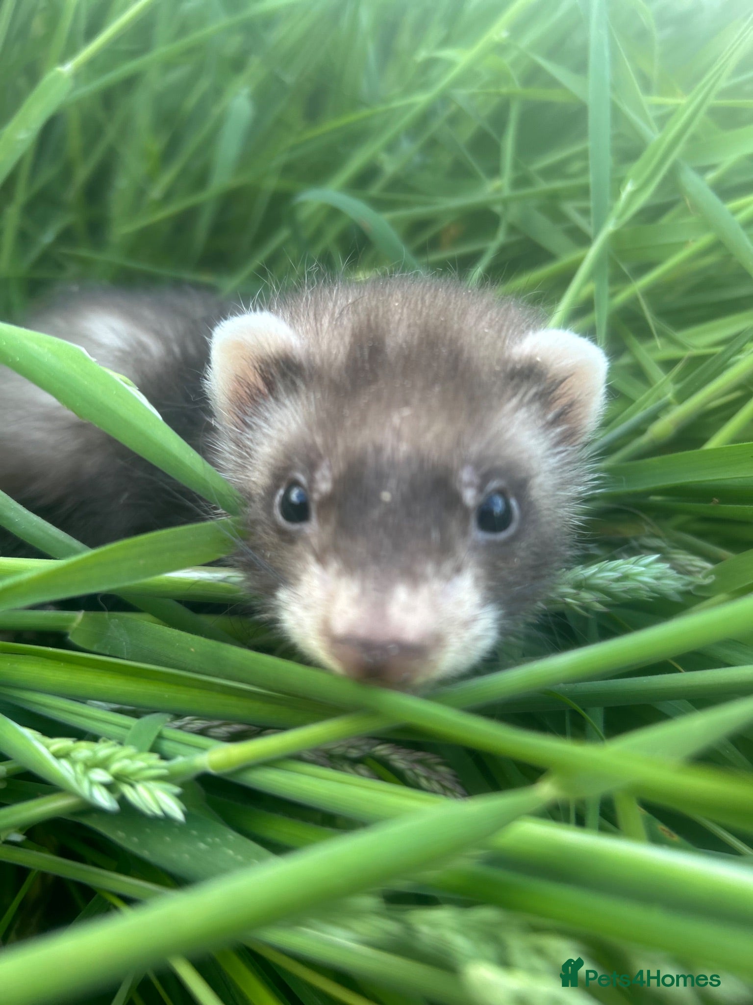 Ferret rodents Ferret kits for sale - Advert 2