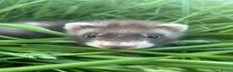 Ferret rodents for sale: Ferret kits for sale - Advert 2