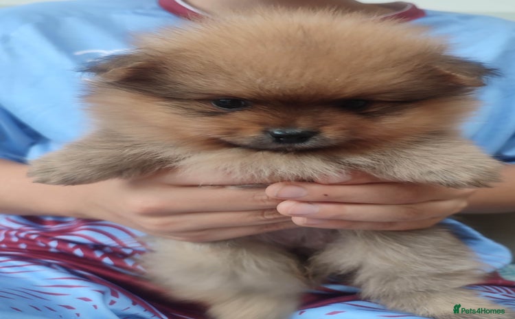 Pomeranian dogs - Advert 16