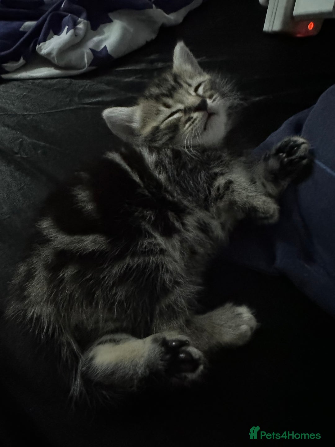 Mixed Breed cats for sale: 2 male kittens  - Advert 1