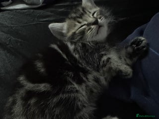 Mixed Breed cats 2 male kittens - Advert 10