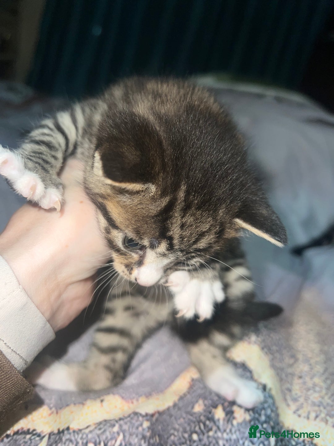 British Longhair cats for sale: 5 beautiful kittens - Advert 5