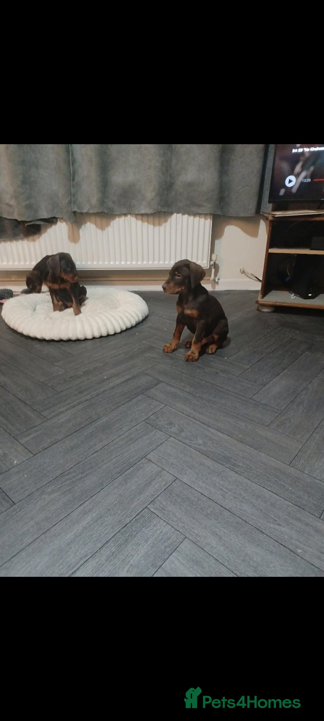 Dobermann dogs for sale: Beutifull doberman puppies  - Advert 11