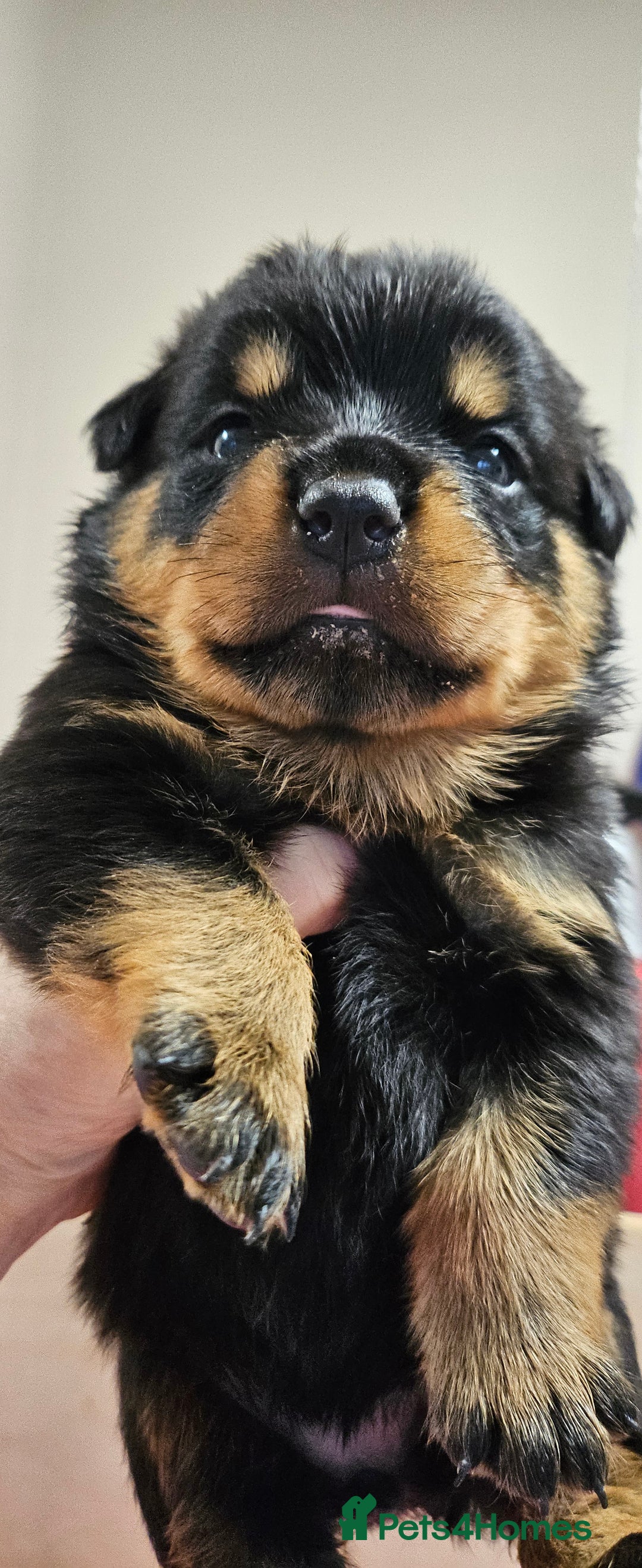 Rottweiler dogs for sale: Suberbly Bred KC Registered Rottweiler Puppies  - Advert 21