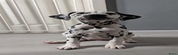 Dalmatian dogs for sale: Dalmatian puppies ready advert fully - Advert 30