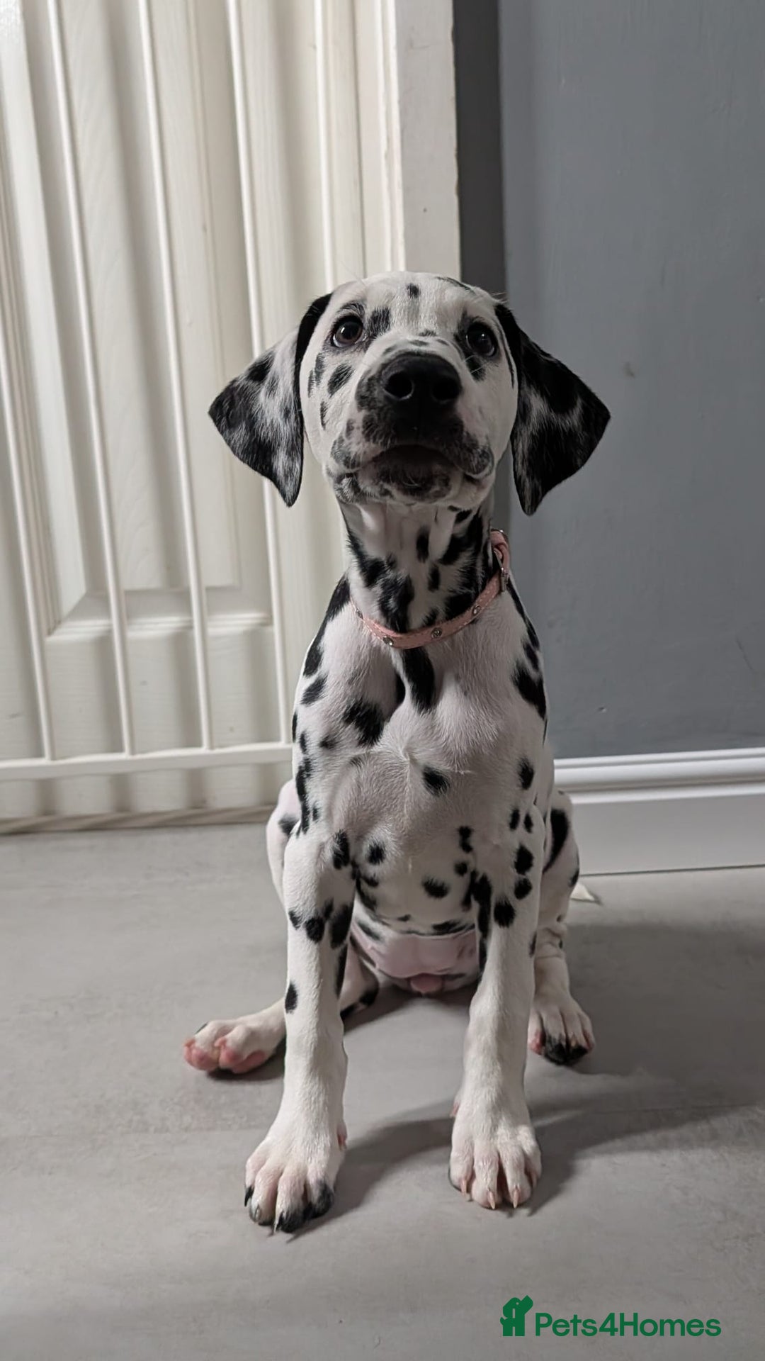 Dalmatian dogs for sale: Dalmatian puppies ready advert fully - Advert 30
