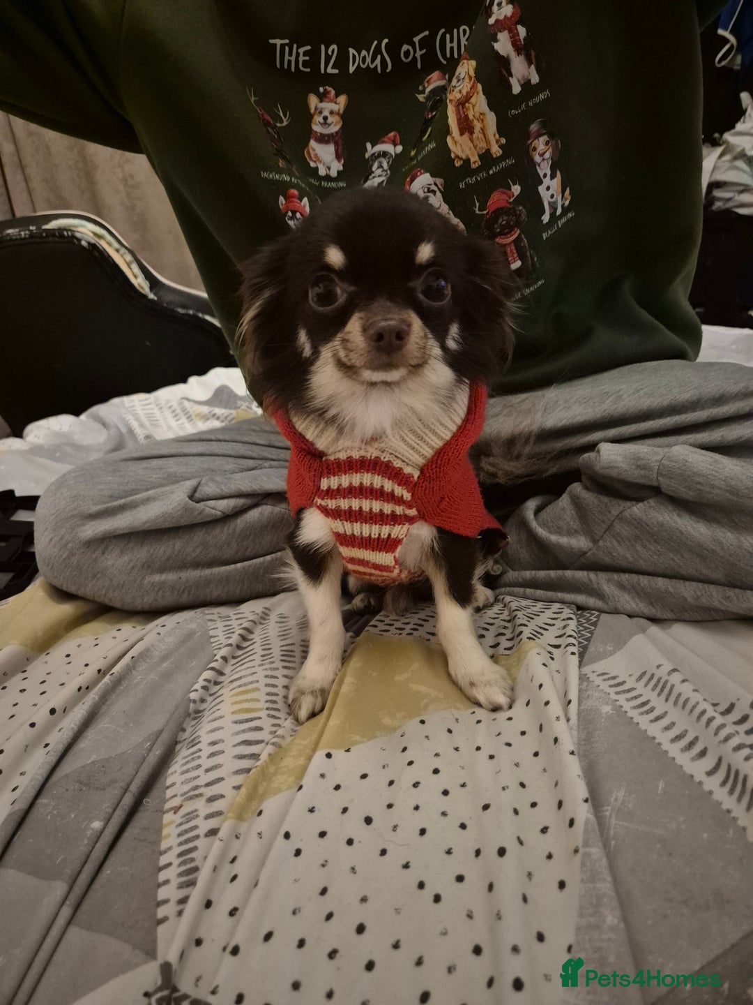 Chihuahua dogs for sale: Puppies  - Advert 5