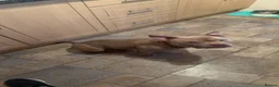 American Bully dogs for sale: Pocket bully  - Advert 5