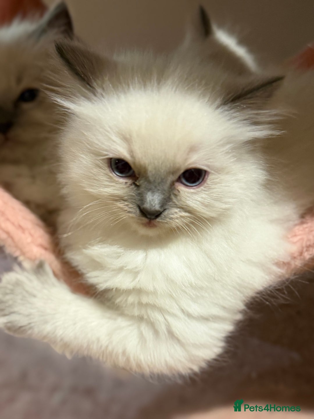 Ragdoll cats for sale: 🐾 Pure Ragdoll Kittens Looking for Loving Homes  - Advert 12