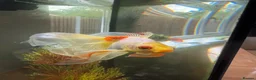 Fancy Goldfish fish for sale: Fancy Goldfish for Rehome in Guildford - Advert 2