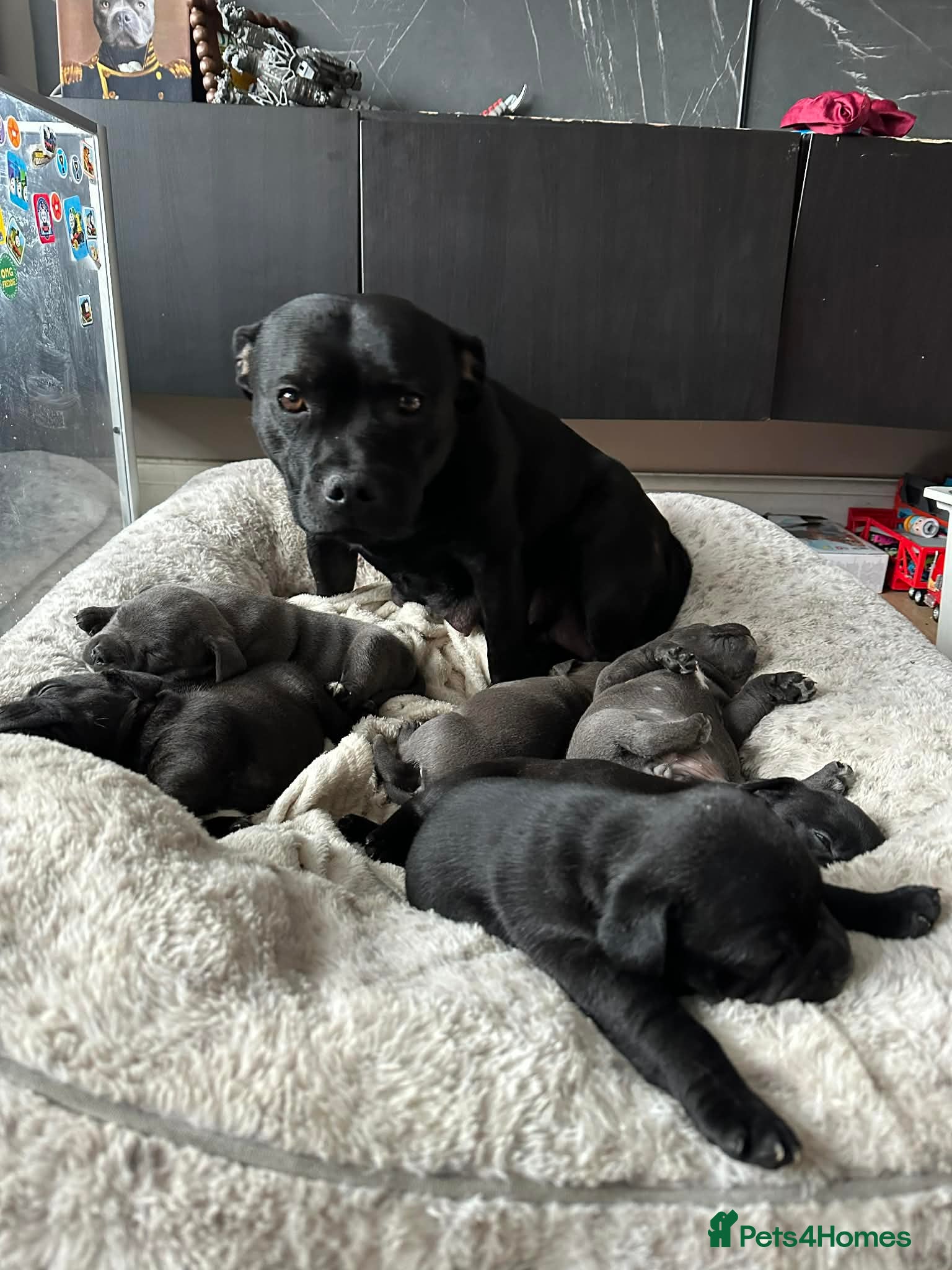 Staffordshire Bull Terrier dogs Blue/Black Staffordshire Bull Terrier Puppies - Advert 7