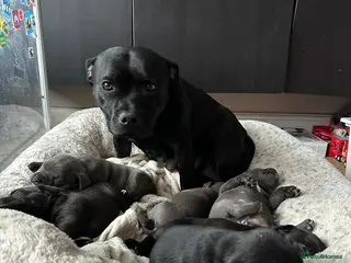 Staffordshire Bull Terrier dogs Blue/Black Staffordshire Bull Terrier Puppies - Advert 7