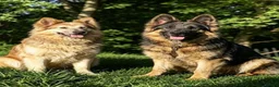 German Shepherd dogs for sale: Fluffy Long-Haired German Shepherd Puppies - Advert 3