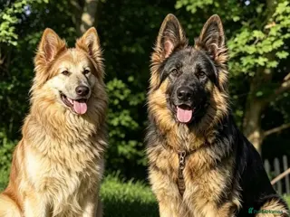 German Shepherd dogs Fluffy Long-Haired German Shepherd Puppies - Advert 16