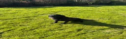 Labrador Retriever dogs for sale:  POLLY Female Labrador black.Kc registered  in Hebden Bridge - Advert 2