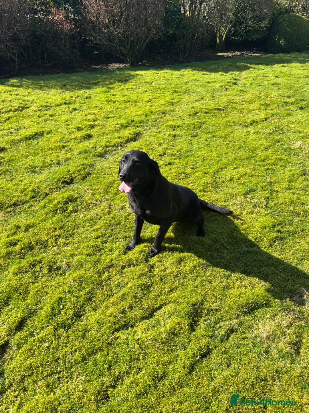 Labrador Retriever dogs for sale:  POLLY Female Labrador black.Kc registered  in Hebden Bridge - Advert 2