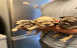 French Bulldog dogs for sale: 🐾fluffy french bulldogs 🐾 - Image 3