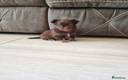Chihuahua dogs for sale: Longhaired Chihuahua puppies  - Image 6