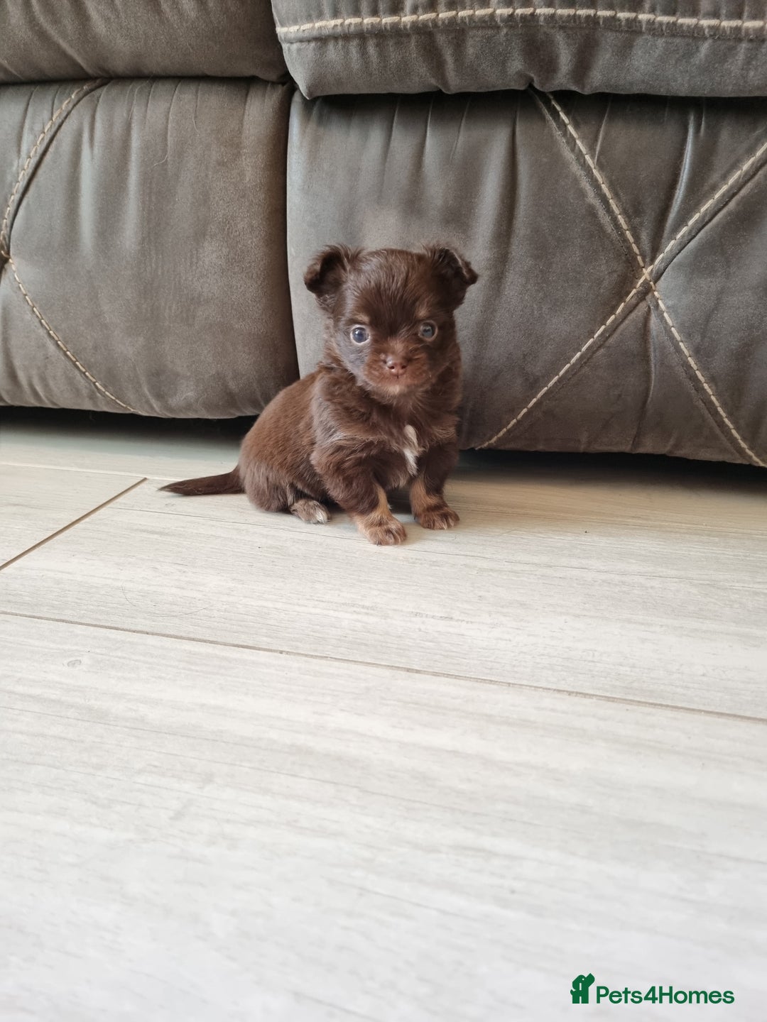 Chihuahua dogs for sale: Longhaired Chihuahua puppies  - Image 6