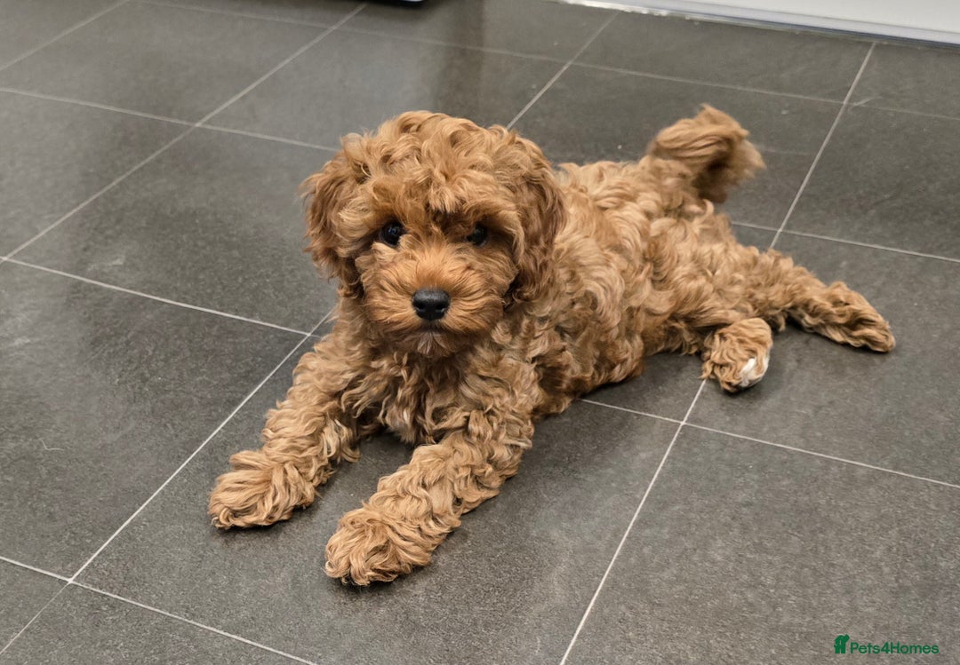 Cavapoochon dogs for sale: Male non-fade cavapoochon for sale - Image 2