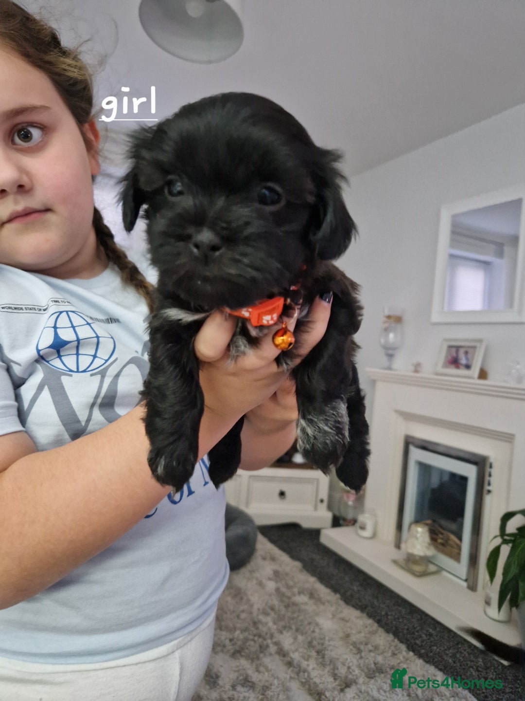 Malshi dogs for sale: Beautiful malshi puppies  - Image 26