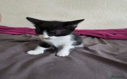 Mixed Breed cats for sale: Female and Male kittens looking for new home. - Image 1