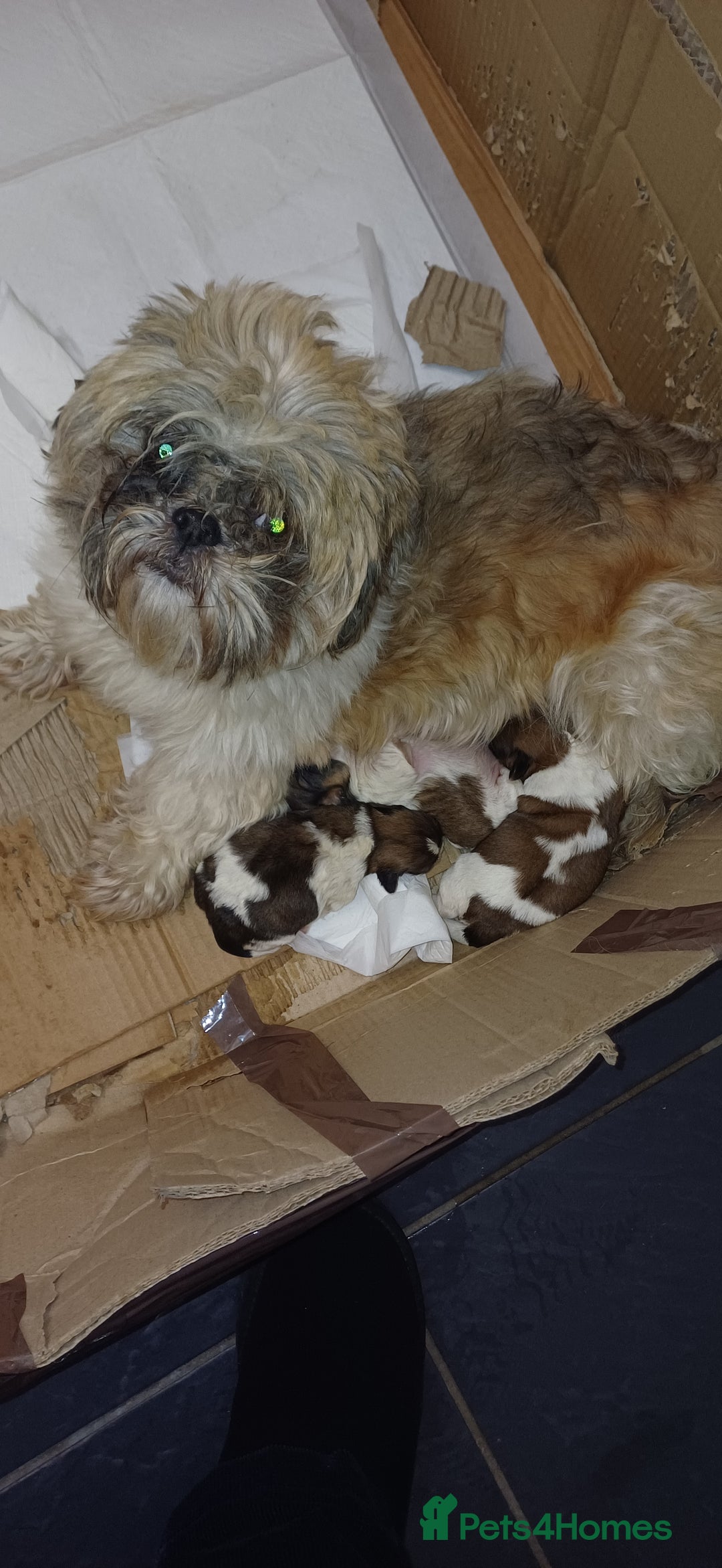 Shih Tzu dogs for sale: 3 lovely girl shih tzu puppies  - Advert 3