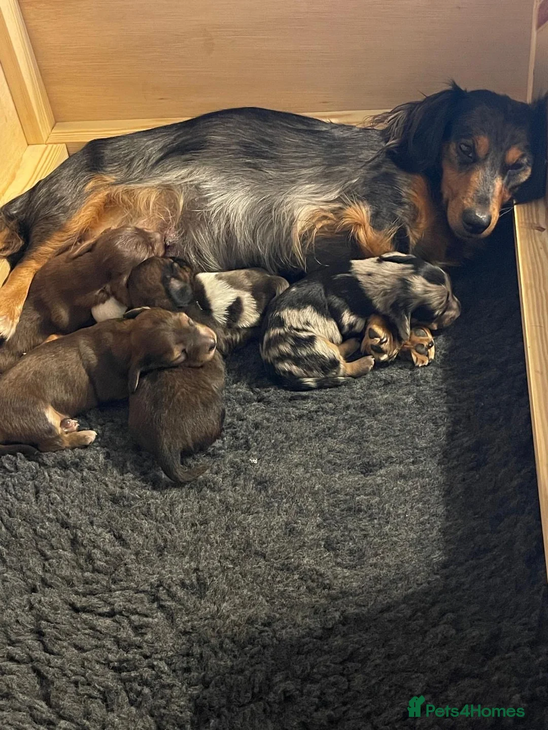 Dachshund dogs for sale: Miniature longhair dachshunds for sale - Advert 20
