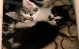 Mixed Breed cats for sale: Kittens - £25- Mid Wales - Image 9