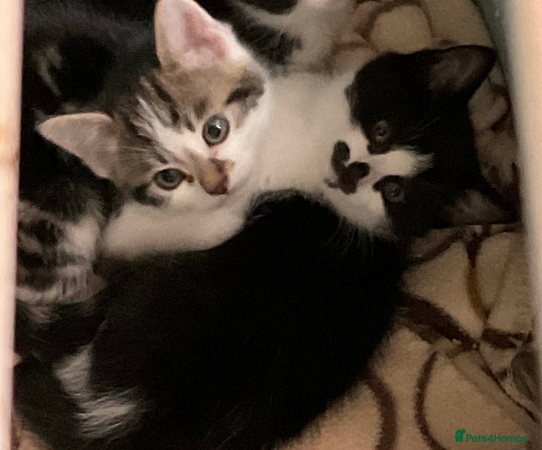 Mixed Breed cats for sale: Kittens - £25- Mid Wales - Image 9