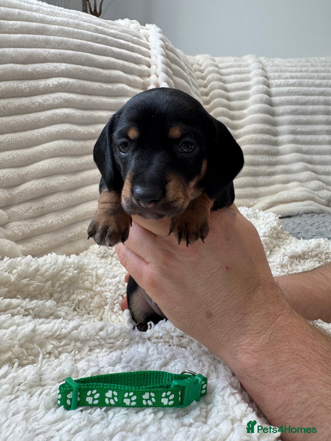 Dachshund dogs for sale: 6 Stunnig Standard Dachshund Puppies - Advert 6