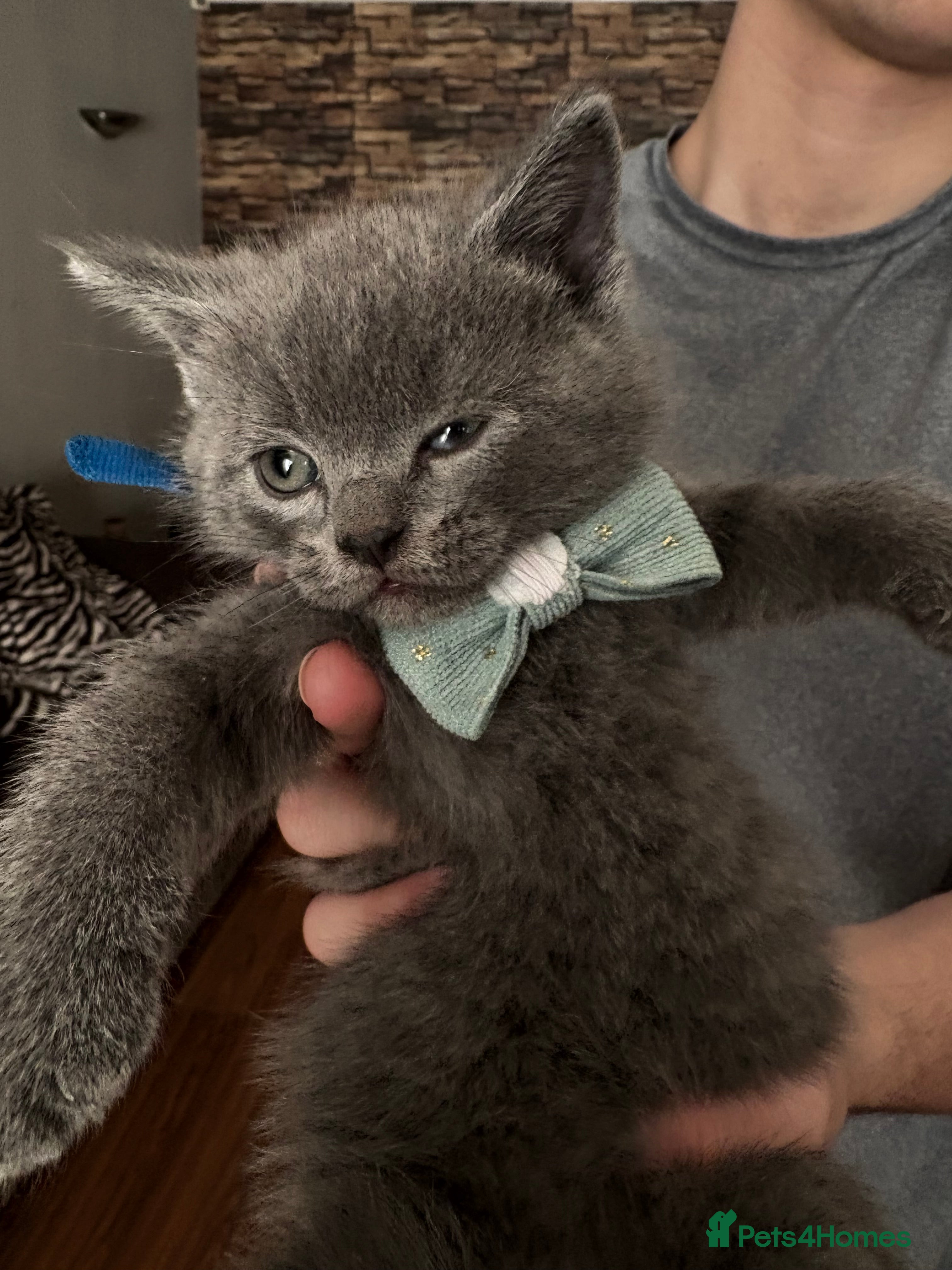 British Shorthair cats British Shorthair kittens  - Advert 1