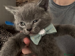 British Shorthair cats British Shorthair kittens - Advert 1