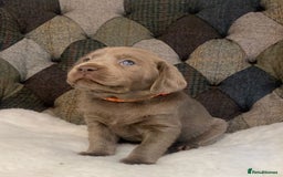 Labrador Retriever dogs for sale:  Ready for collection from today 🩶💚🩶   - Image 7