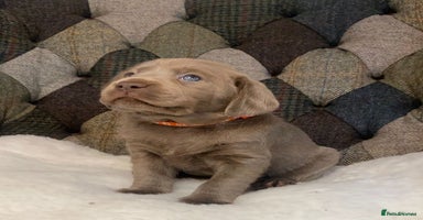 Labrador Retriever dogs - Advert 3