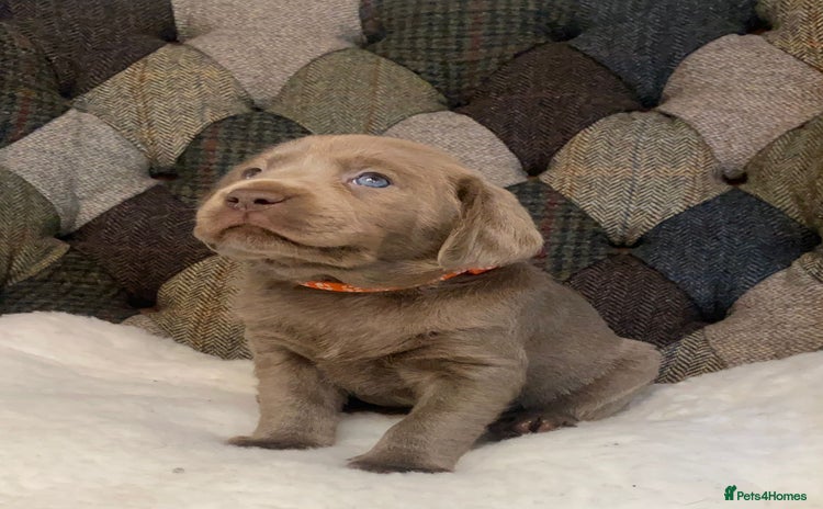 Labrador Retriever dogs - Advert 2