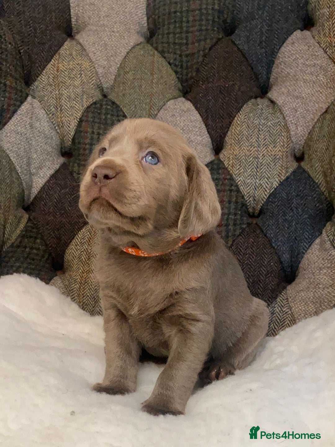Labrador Retriever dogs for sale:  Ready for collection from today 🩶💚🩶   - Image 7