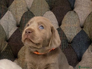 Labrador Retriever dogs - Advert 6